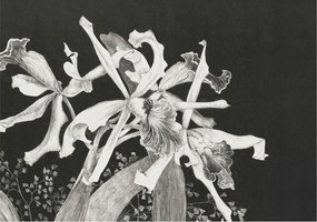 Dekoratív Fotótapéta Falikép Orchidea illusztráció 312x219 Ragasztó