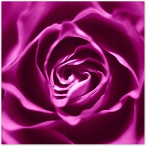 Poszterek 100x100 Lila rózsa Makrofotó