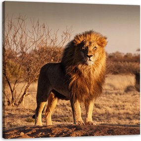 Vászonkép Oroszlán a szavanna közepén Naplemente 60X60 cm