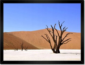 Poszterek keretben 40x30 Fa a sivatagban