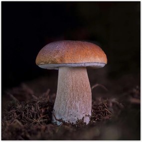 Poszterek 100x100 A gombák igazi királya