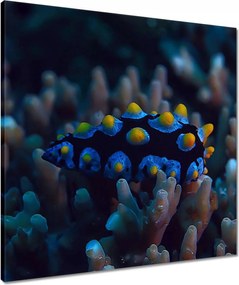 Vászonkép 60x60 Korallzátony hal