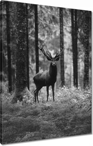Vászonkép 60x80 Szarvas az erdőben B&amp;w