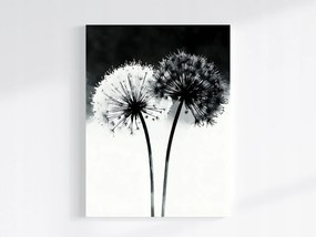 Vászonkép Canvas Grafika Modern Virágok Pitypang Fekete Fehér 75x100