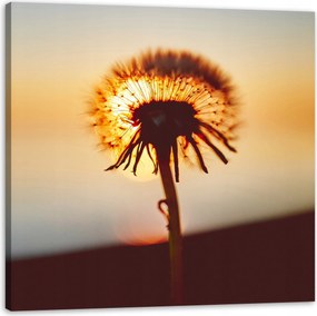 Vászonkép Botanika Pitypang Természet Virágok 60x60 cm