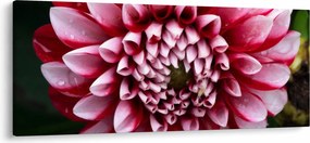 Rózsaszín dália képe (120x50 cm)