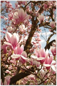 Poszter 60x90 Magnólia Virágok Kék