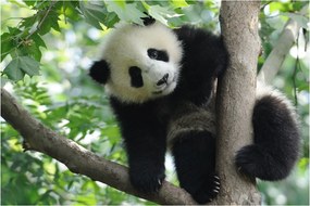 Kép - Panda a fán (90x60 cm)