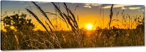 Vászonkép 150x50 Naplemente a füvek között
