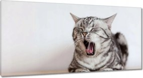 Vászonkép 115x55 Cica