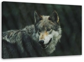Gario Vászonkép Szürke farkas Méret: 60 x 40 cm
