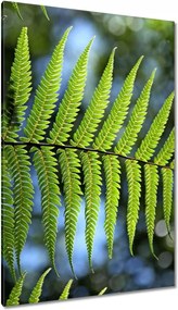 Vászonkép 80x120 Páfrány páfránylevél
