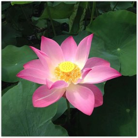 Poszterek 100x100 Lótusz Lótuszvirág