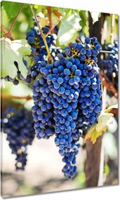Vászonkép 70x100 Bor Szőlő Szőlőbirtok