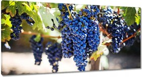 Képek 115x55 Bor Szőlő Szőlőbirtok