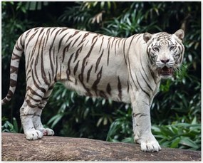 Poszterek 50x40 Fehér tigris Nagy macska