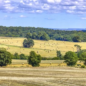 Poszter 20x20cm Szénaláb a mezőkön, Assaf Frank