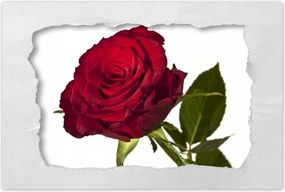 Poszterek 90x60 Vörös rózsa