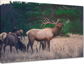 Vászonkép 120x80 Szarvas Erdő Tájkép