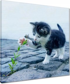 Vászonkép 50x50 Kíváncsi cica