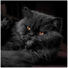 Poszterek 30x30 Cica Cicák