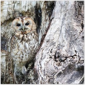 Poszterek 100x100 Bagoly a természetben Fa