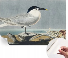 Öntapadós fotótapéta Falra 3D Loft Ornitológiai elegancia 152x104