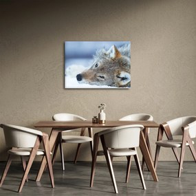 Kép - Farkas (70x50 cm)