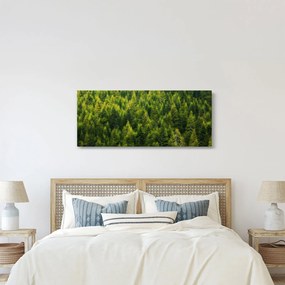 Kép - sűrű erdő (120x50 cm)