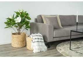 Passo Kosarak, vízi jácint, natúr, 2db