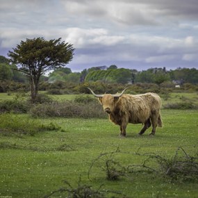 Poszter 30x30cm Tehén a faluban 3, Assaf Frank