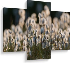 Kép - Keskenylevelű gyapjúsás (90x60 cm)