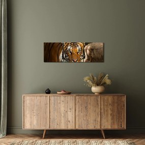 Tigris képe (órával) (90x30 cm)