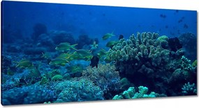 Vászonkép 115x55 Laguna Korallok Óceán