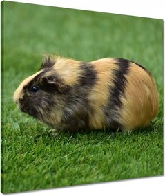 Vászonkép 50x50 Tengerimalac