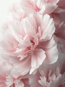 Vászonkép Canvas Természet Virágok Rózsaszín Bazsarózsa Peonie Makró 60x80