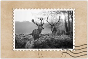 Poszter 90x60 Fekete-fehér szarvasok