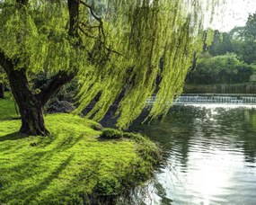 Poszter 50x40cm Fa a folyóparton, Assaf Frank