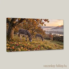 Őszi hajnal szamarakkal – prémium vászonkép 40x23 cm