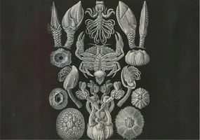 Stílusos Dekoratív Fotótapéta Flizelin Vízalatti formák 208x146 Ragasztó