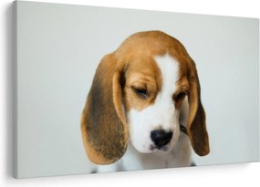 Beagle képe (90x60 cm)