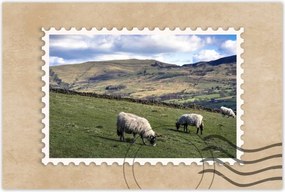 Poszterek 90x60 Bárányok a csarnokban