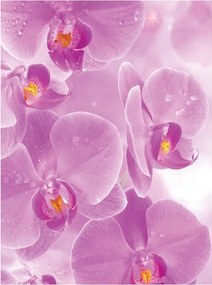 Fotótapéta Rózsaszín orchideák vinil 184x254 finomság és elegancia +ragasztó