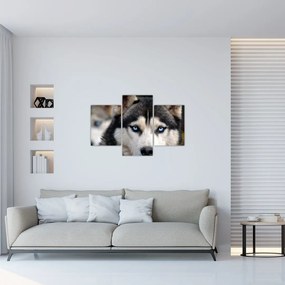 Husky kutya kép (90x60 cm)