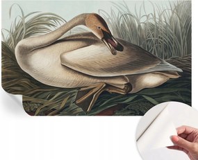 Modern Öntapadós Fotótapéta Mosható Természetes madár 416x254 cm