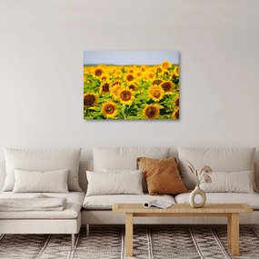 Kép - Napraforgók (70x50 cm)
