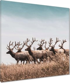Vászonkép 80x80 Szarvascsorda Szarvak