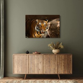 Tigris képe (90x60 cm)