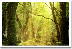 Poszterek keretben 60x40 Varázslatos erdő Tájkép