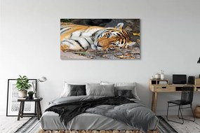 Canvas képek fekvő tigris 100x50 cm